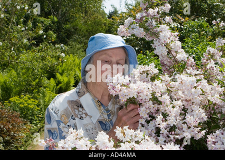 Frau riecht Juni duftende Blume Hydrangea Deutzia Rosea in Aberdeenshire, Crathes Castle Gardens, Royal Deeside Scotland UK Stockfoto