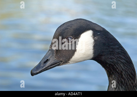 Kanadagans (Branta Canadensis) Kopf London, UK Stockfoto