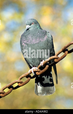 Wilde Taube Columba Livia auf Maschendrahtzaun, London UK Stockfoto