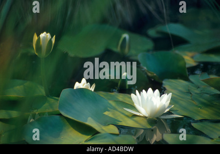 Nymphaea alba (weiße Seerose) oder (White Lotus) Stockfoto