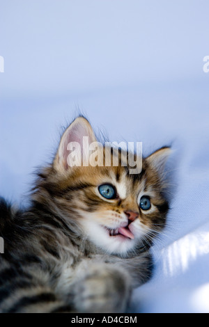 Tabby Kätzchen liegend auf blauer Seidenstoff mit seiner Zunge heraus Stockfoto