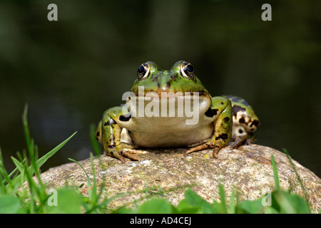 Europäische essbare Frosch nehmen ein Sonnenbad auf einem Stein (Rana Esculenta) Stockfoto