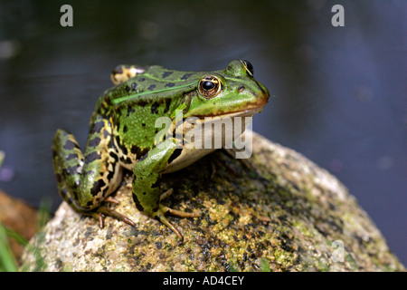 Europäische essbare Frosch nehmen ein Sonnenbad auf einem Stein in einem Gartenteich (Rana Esculenta) Stockfoto