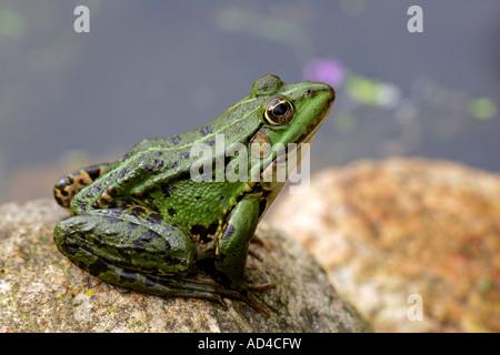 Europäische essbare Frosch nehmen ein Sonnenbad auf einem Stein in einem Gartenteich (Rana Esculenta) Stockfoto