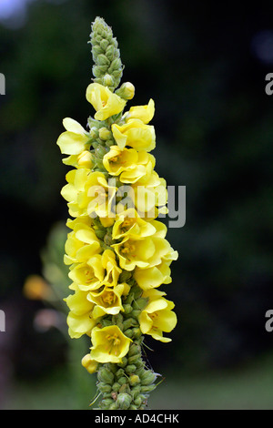 Blühende weiße Königskerze - Aaron´s Stab (Verbascum Thapsus) Stockfoto