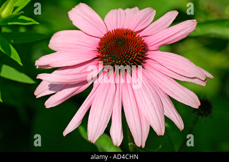 Blüte lila Echinacea (Echinacea Purpurea) Stockfoto