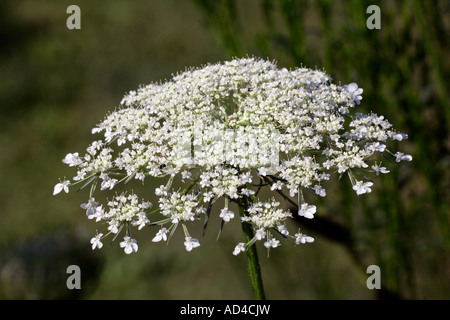 Blühende Möhre (Daucus Carota SSP. Carota) Stockfoto