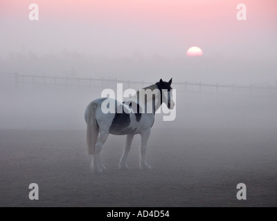 Osten Mersea Essex Pferd im Feld umgeben von Nebel in der Morgendämmerung mit Sonnenaufgang über nahe gelegenen Fluss Colne Stockfoto