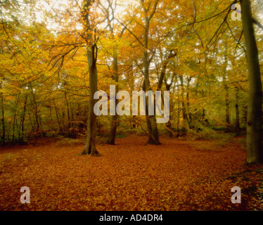 Buche im Herbst Burnham Beeches Buckinghamshire England Stockfoto