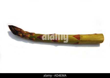 Ein einzelnes Speer der Spargel auf ein weißes Studio-Hintergrund. Stockfoto