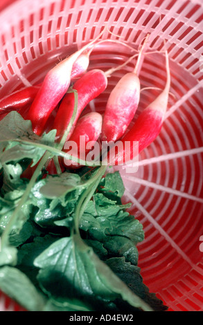 Radieschen Vielfalt französisches Frühstück Stockfoto