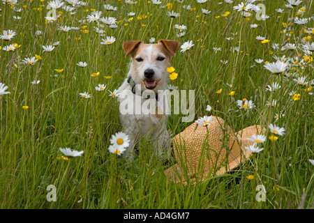 Jack-Russell-Terrier in Oxeye Daises mit Strohhut Stockfoto