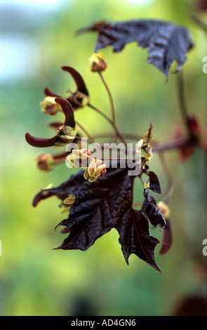 Rot-Ahorn Acer Platonoides King Crimson Stockfoto