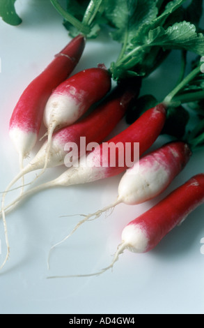 Radieschen Vielzahl Raphanus Sativus französisches Frühstück Stockfoto