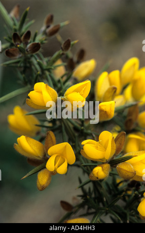 Stechginster blüht Ulex europaeus Stockfoto