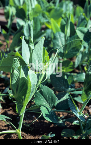 Erbsenpflanze wächst Stockfoto