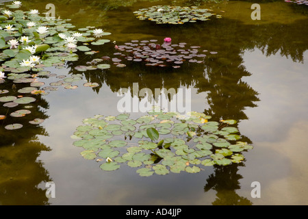 Seerosen auf dem Teich Stockfoto