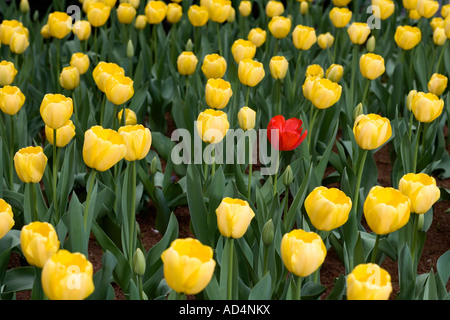 Eine einzelne rote Tulpe unter einem Patch von gelben Tulpen Stockfoto