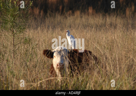 Hereford Kuh mit Rinderreiher, Bubulcus ibis, früher Ardeola ibis auf dem Rücken Stockfoto