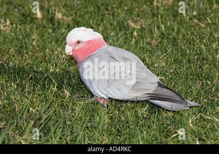 Pink & Grey GALAH, auch bekannt als rosa und grauer Kakadu, und rosarote Kakadu. Eolophus roseicapilla. Coffs Harbour, NSW, Australien Stockfoto