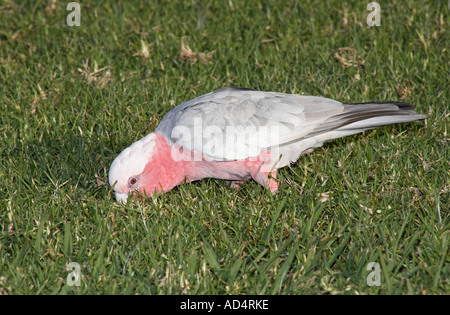 Pink & Grey GALAH, auch bekannt als rosa und grauer Kakadu, und rosarote Kakadu. Eolophus roseicapilla. Coffs Harbour, NSW, Australien Stockfoto