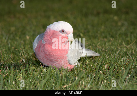 Pink & Grey GALAH, auch bekannt als rosa und grauer Kakadu, und rosarote Kakadu. Eolophus roseicapilla. Coffs Harbour, NSW, Australien Stockfoto