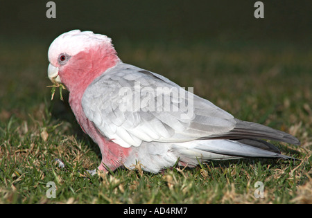 Pink & Grey GALAH, auch bekannt als rosa und grauer Kakadu, und rosarote Kakadu. Eolophus roseicapilla. Coffs Harbour, NSW, Australien Stockfoto