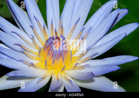 Seerose, Nymphaea sp, NSW, Australien Stockfoto