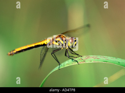 Schwarzen Darter - Sympetrum danae Stockfoto