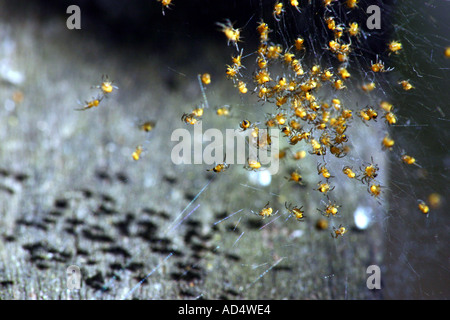 Baby Spinnen Jungspinnen der Gattung Araneus Diadematus gehört zu den häufigsten und bekanntesten Orb Webern in England bekannt Stockfoto