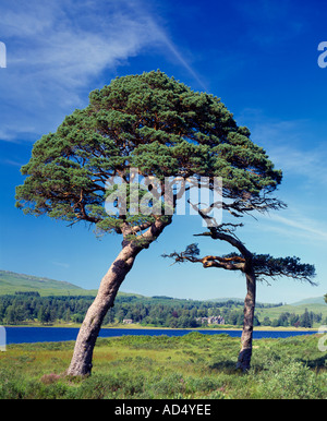 Loch Tulla in der Nähe von Bridge of Orchy, Argyll and Bute, Scotland, UK. Waldkiefern Stockfoto