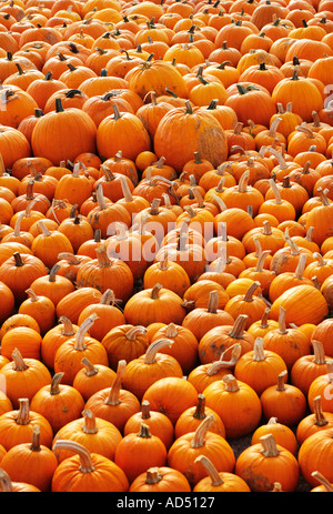 Hintergrund der Herbst Kürbisse Stockfoto