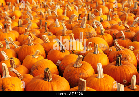 Hintergrund der Herbst Kürbisse Stockfoto