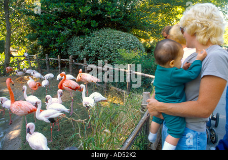 Fort Worth Zoo Texas USA Flamingos Stockfoto