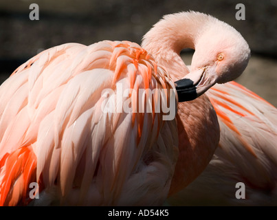 Flamingo putzen Federn (Phoenicopterus Ruber) Stockfoto