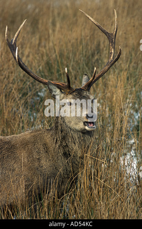 Rotwild-Hirsch Stockfoto