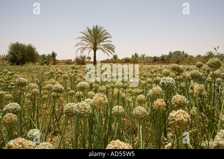 Einsame Palme in Zwiebel-Ernte in einem Feld in der Nähe der Oase Bahariya. Ägypten Stockfoto