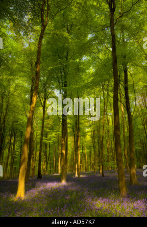 Frühling-Glockenblumen in Embley Holz Hampshire, England Stockfoto