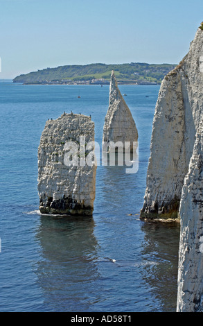 Die Pinnacles, Studland, in der Nähe von Swanage, Dorset, UK. Europa Stockfoto