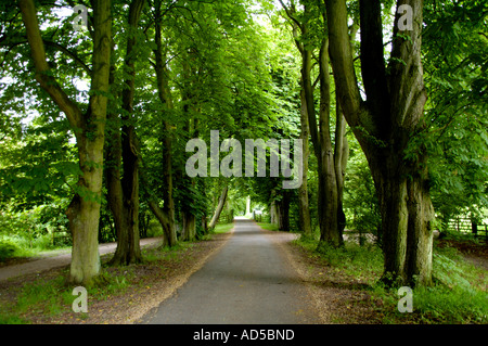 Allee der Bäume am Caldicot Burg Country Park Caldicot Monmouthshire South East Wales UK Stockfoto