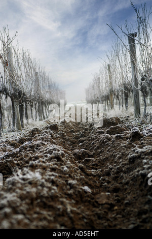 Weinberge im winter Stockfoto