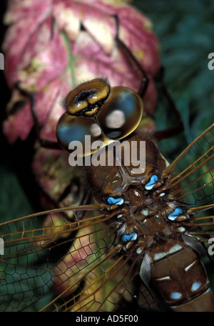 Braune Hawker Libelle auf rosa Blatt Stockfoto