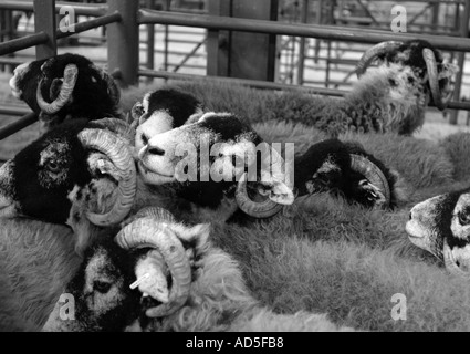 Swaledale Schafen am lokalen monatlichen Verkäufe aus Lagerbeständen. Schwarz / weiß Stockfoto