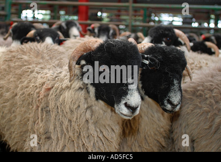 Zwei Swaledale Schafen warten geduldig in lokalen Lager Monatsumsatz Stockfoto