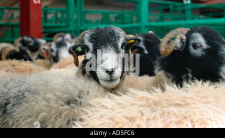 Bauernmarkt monatlichen Verkäufe aus Lagerbeständen der überschüssigen Swaledale Mutterschafe Stockfoto