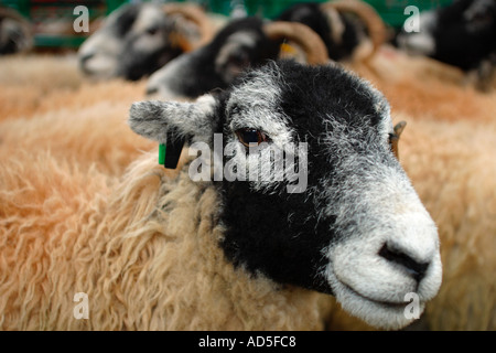 Swaledale Mutterschafe in Bauern monatlichen Verkäufe aus Lagerbeständen bei lokalen Auktionsmarkt Stockfoto