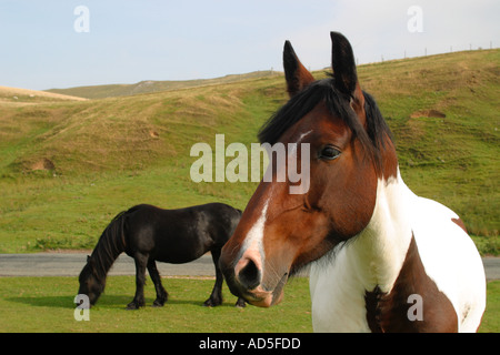 Einheimische Pferderasse. Nördlichen Britisch, schwarzes Fell Pony Stute Weiden neben einer Skewbal Cob Typ Stute Stockfoto