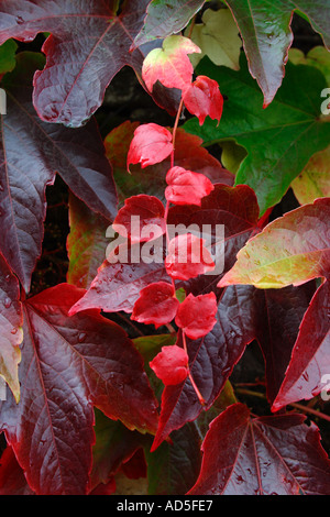 Herrliche Blätter in Flamme rot- und Burgund, zeigen ihre Herbstfärbung Stockfoto
