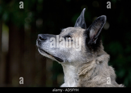 Schäferhund Windhund Rasse Hund gemischt Stockfoto