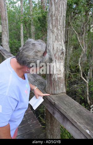 Der Stamm einer Zypresse wölbt sich über einen Handlauf auf einen Gehweg auf der Seminole Big Cypress Reservation. Stockfoto